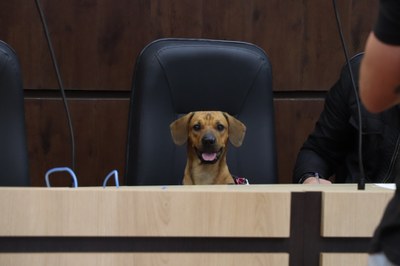 Câmara de Esteio comemora Dia Mundial dos Animais 3