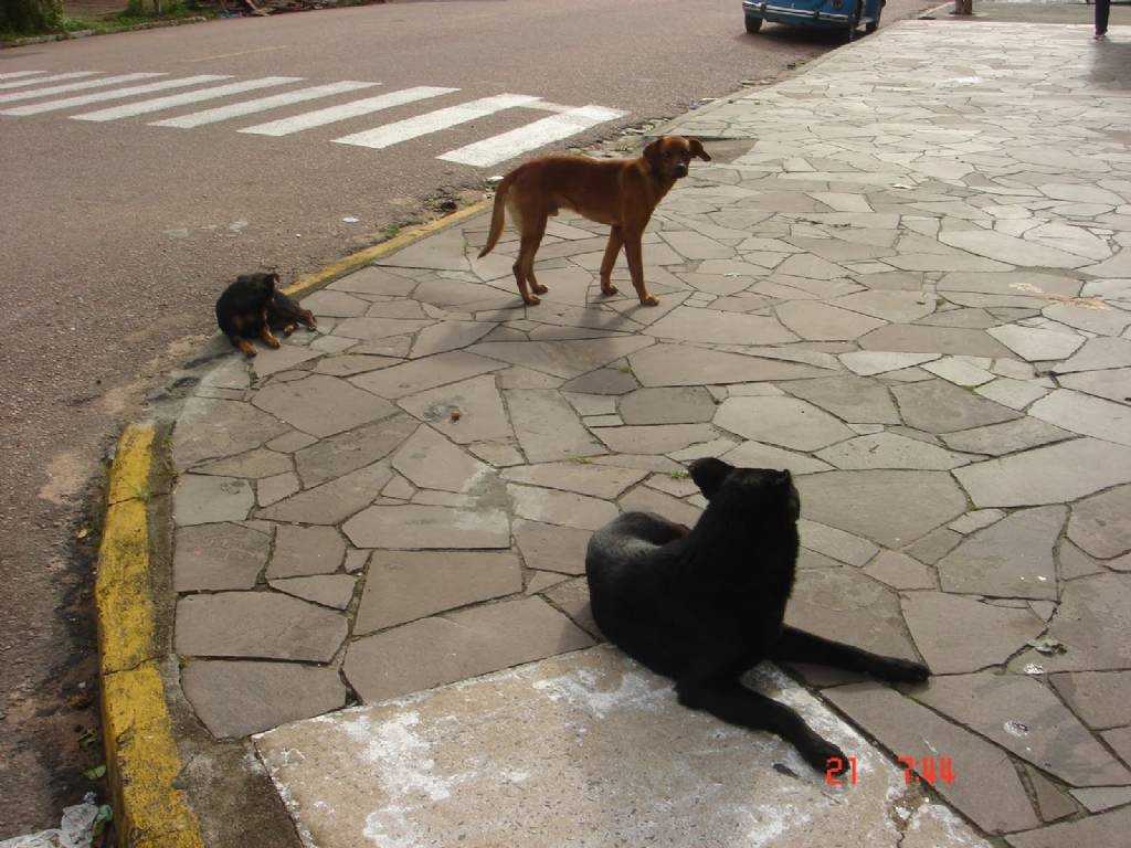  Cães da Travessa Guaíba serão  pauta de reunião com a empresa de Correios amanhã, 14