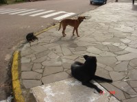 Câmara de Esteio pede providências para cães comunitários na Travessa Guaíba
