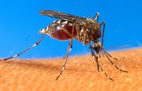 Gabinetes: Proliferação de mosquitos preocupa Márcio Alemão
