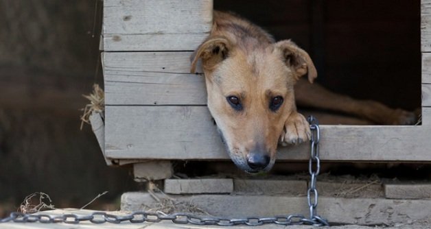 Mário Couto quer criar mês de combate à crueldade contra animais